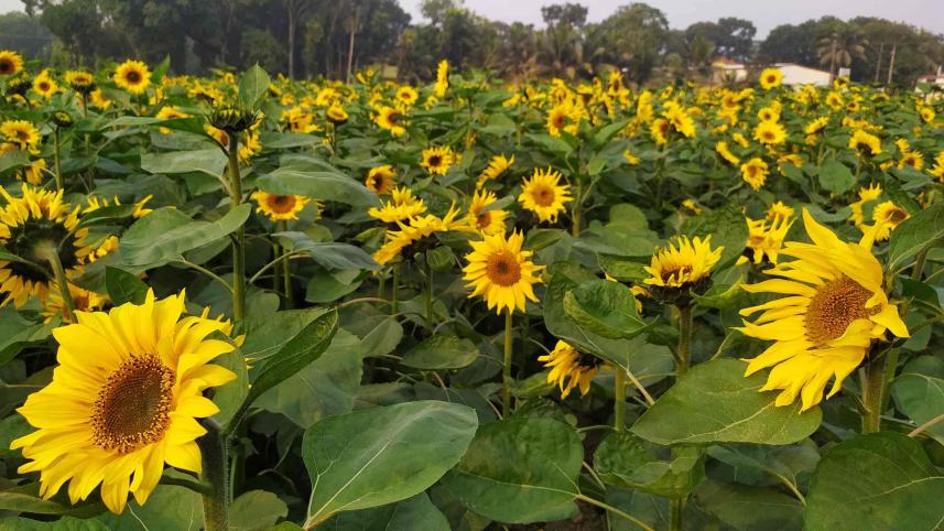 সূর্যমুখীর বাগান