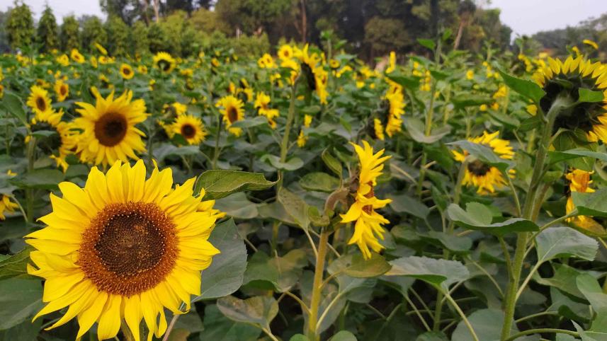 সূর্যমুখীর বাগান