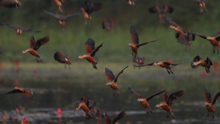 জাহাঙ্গীরনগর বিশ্ববিদ্যালয়ে পাখি মেলা