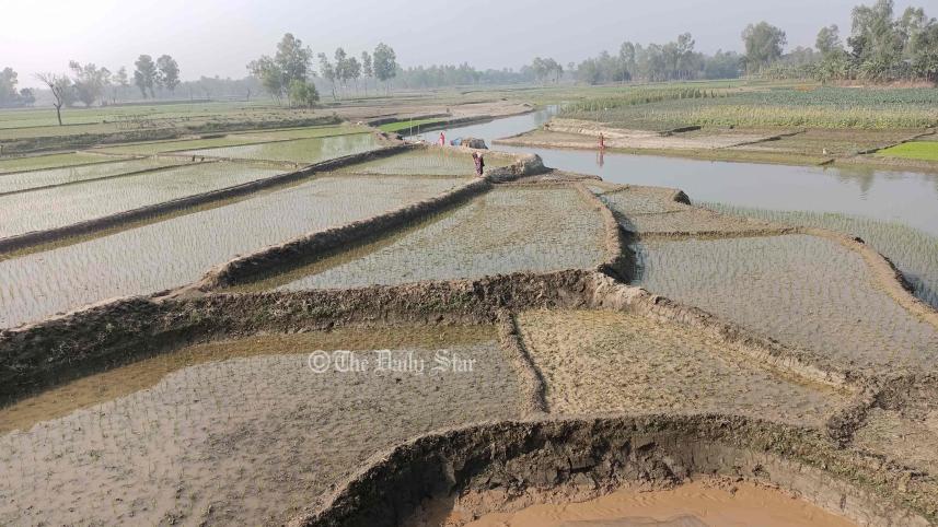 রত্নাই নদীর বুকে ধান চাষ