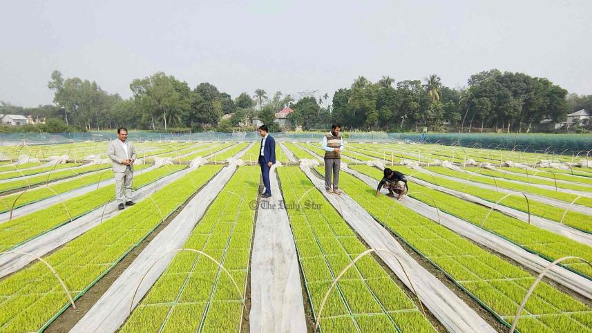 সমলয় পদ্ধতিতে ধান চাষ