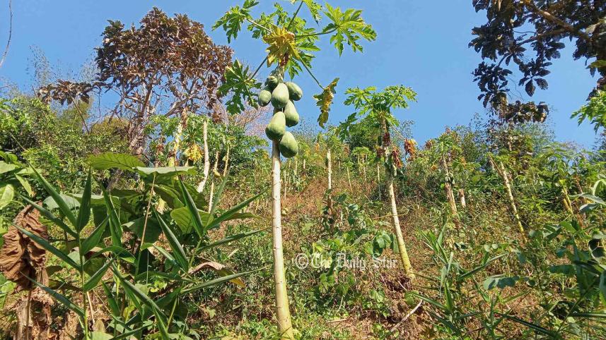 পাহাড়ে তরুণ উদ্যোক্তা