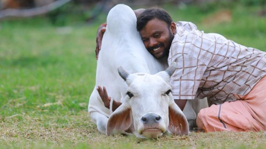 ভারতে এখন থেকে ১৪ ফেব্রুয়ারি ‘গরুকে জড়িয়ে ধরার দিন’ হিসেবে পালন করা হবে। ছবি: টুইটার থেকে সংগৃহীত
