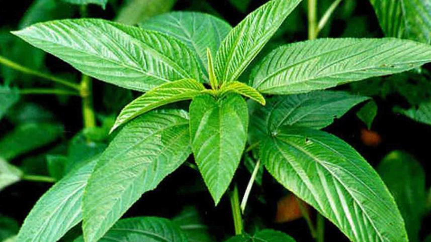 তপুর পাট পাতার চা