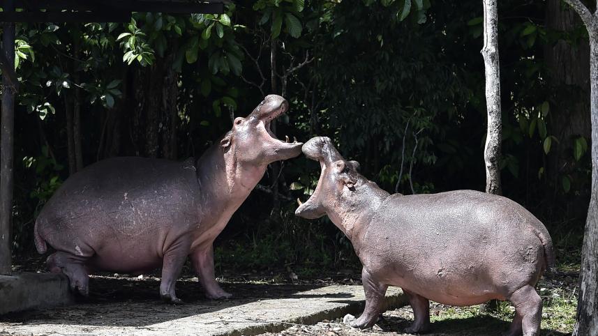 পাবলো এসকোবারের শখের জলহস্তী। ছবি: এএফপি