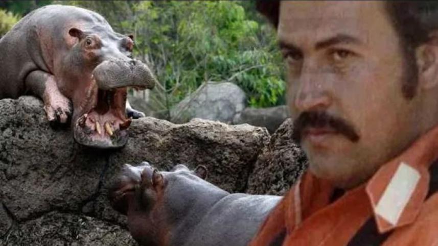 পাবলো এসকোবার ও তার শখের জলহস্তী। ছবি: সংগৃহীত