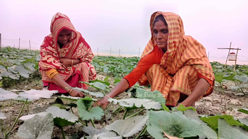 রংপুর অঞ্চলে কুমড়া চাষ