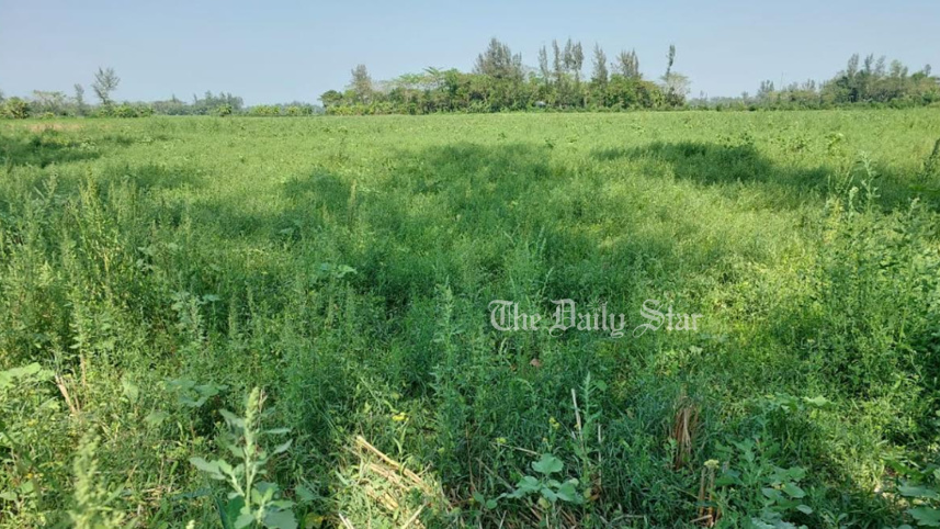 নোয়াখালী, সুবর্ণচর, খেসারি, কলাই,