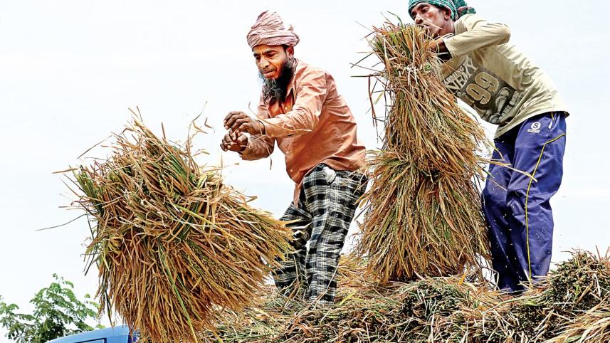 বোরো মৌসুম, ধান, কৃষক,