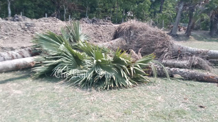 পটুয়াখালী, কলাপাড়া, এলজিইডি, তাল গাছ, বন বিভাগ,