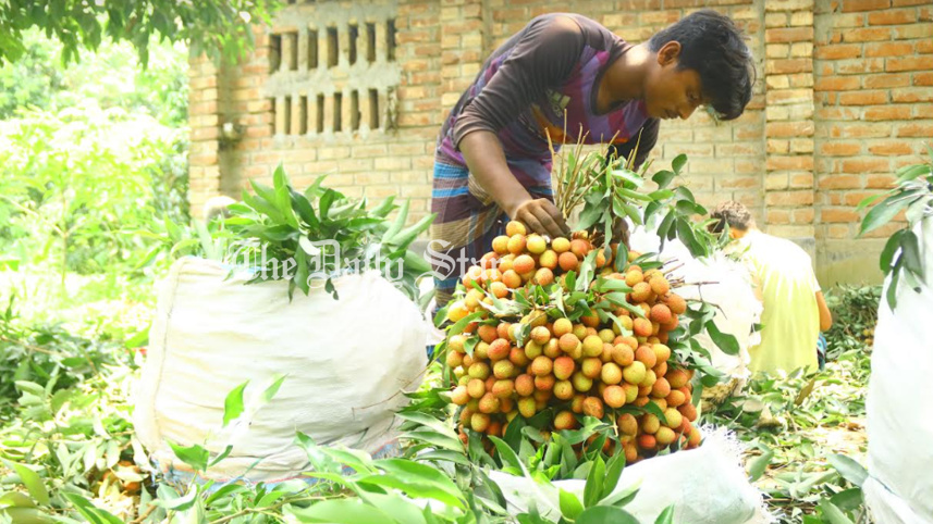 ফলন ভালো, ৭৫ কোটি টাকার লিচু বিক্রির আশা