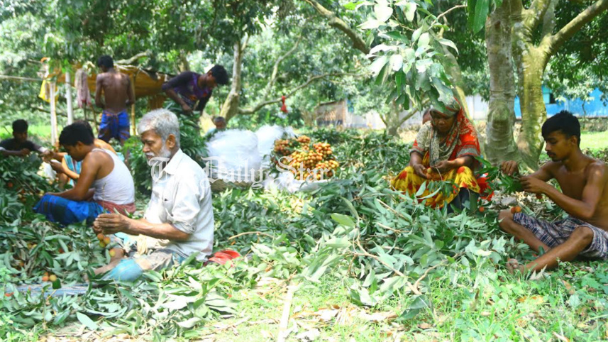 ফলন ভালো, ৭৫ কোটি টাকার লিচু বিক্রির আশা