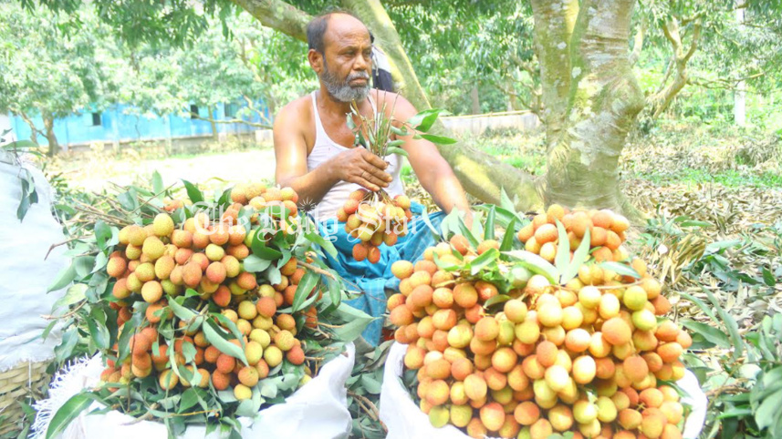 ফলন ভালো, ৭৫ কোটি টাকার লিচু বিক্রির আশা