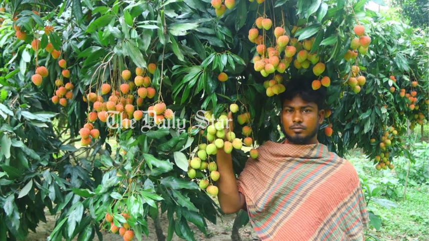 মাগুরা, লিচু,