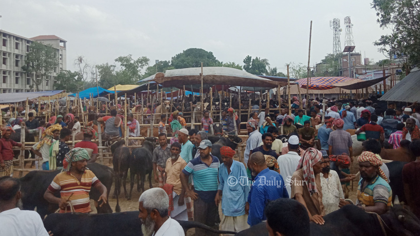 pabna_cattle_22june23.jpg