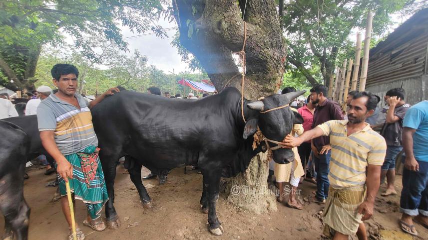 গরুর বাজার.jpg