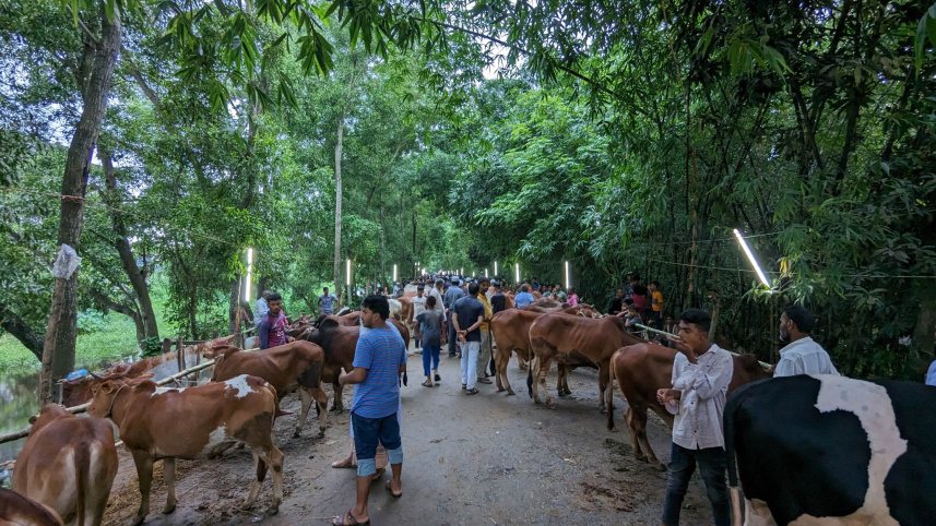 বেলা শেষে গরু নিয়ে বিপাকে ফেনীর বিক্রেতারা