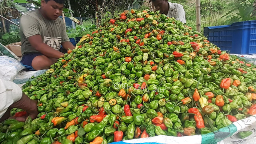 নাগা মরিচ, মৌলভীবাজার,