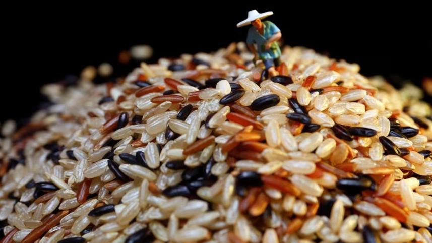 ভারত, চাল, ইউক্রেন, রাশিয়া, রপ্তানি,