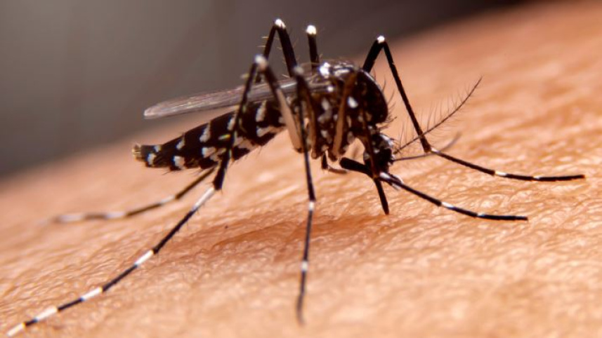 এডিস মশা দমনে উল্লেখযোগ্য উদ্যোগ দৃশ্যমান নয়