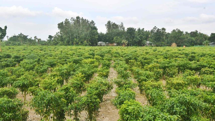 কাঁচা মরিচ.jpg