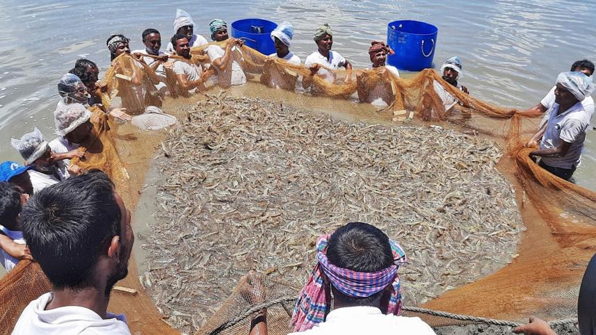 ভেনামি চিংড়ি, বাগদা চিংড়ি, মৎস্য অধিদপ্তর, পরিবেশ অধিদপ্তর,