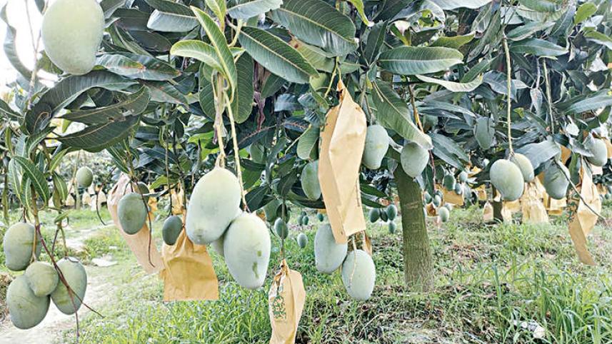 ফজলি আম, হিমসাগর, ল্যাংড়া, গোপালভোগ, আম্রপালি,