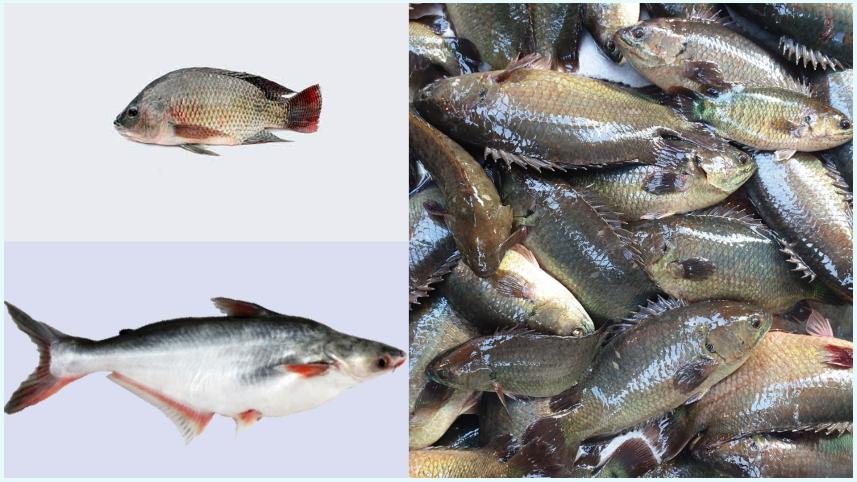 চাষের মাছ