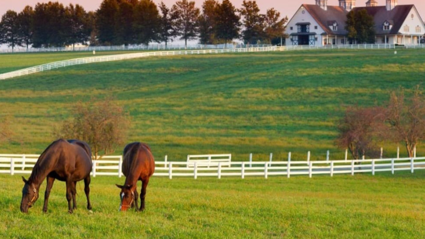 দ্বিতীয় ঠিকানা, নীলচে-সবুজ ঘাসের শহর লেক্সিংটন