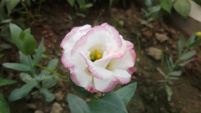 নন্দিনী ফুল