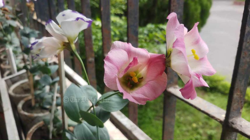 নন্দিনী ফুল