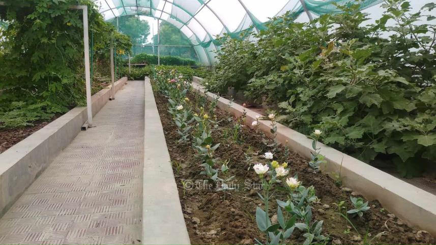 নন্দিনী ফুল