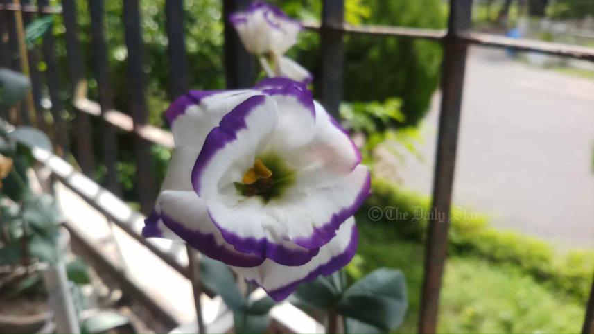 নন্দিনী ফুল