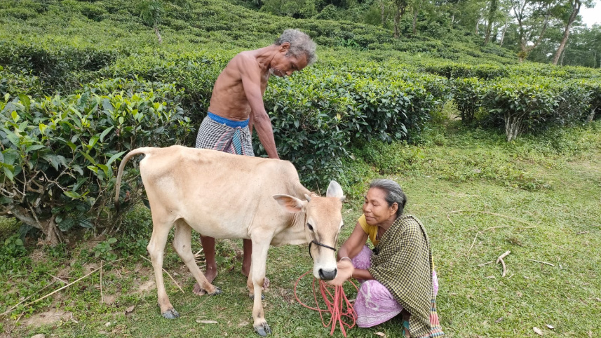 পান চাষের পাশাপাশি গবাদি পশুপালনে স্বচ্ছলতা ফিরছে পুঞ্জিবাসীদের