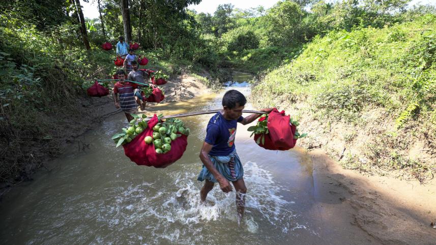 দক্ষিণ চট্টগ্রামের সুস্বাদু পেয়ারা