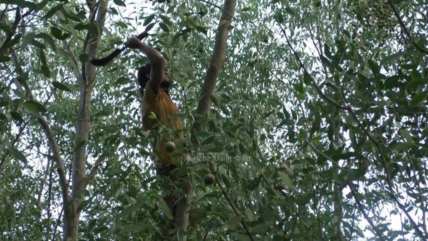 হরিণঘাটা বন