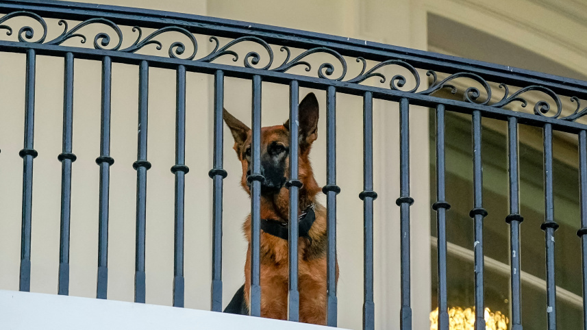 বারান্দা থেকে বাইডেনের দিকে উৎসুক নেত্রে তাকিয়ে তার প্রিয় পোষা কুকুর। ছবি: এএফপি