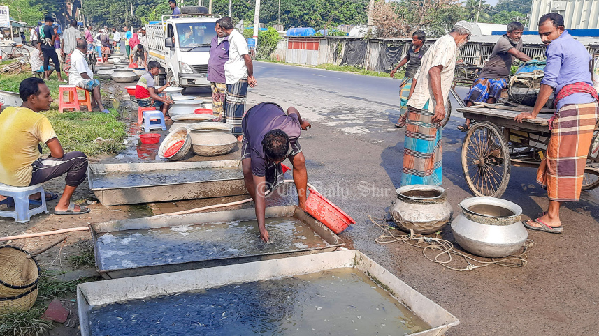 হ্যাচারি শিল্প