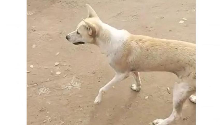 কুকুর হত্যা