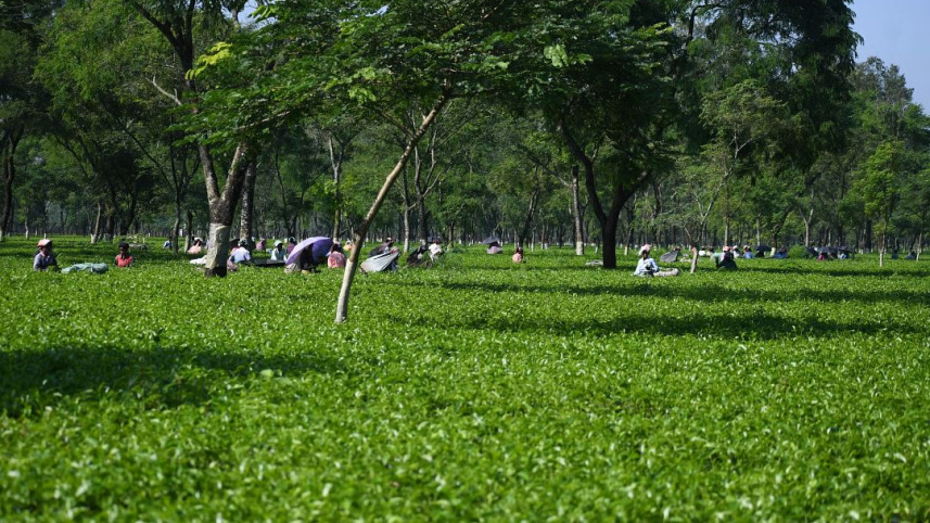 পঞ্চগড়