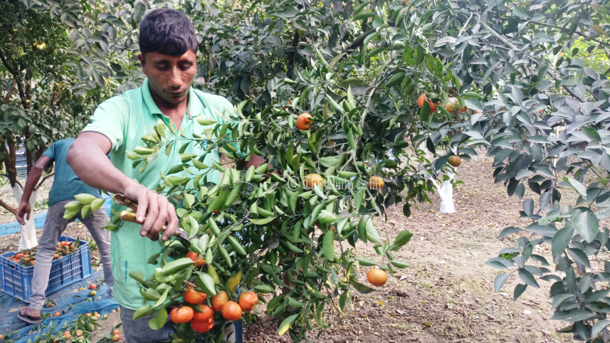 lalmonirhat_orange_cultivation-02.jpg