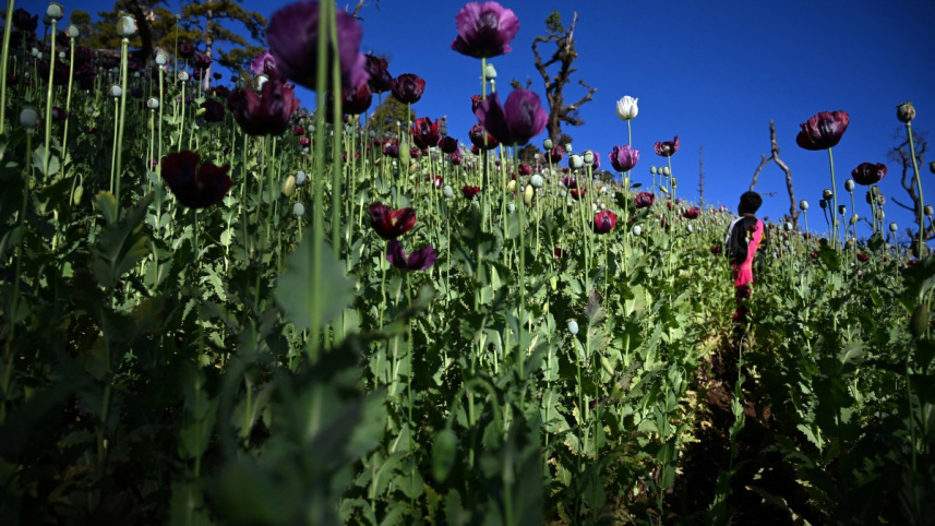 আফিমের উৎস পপি ফুল। ছবি: এএফপি