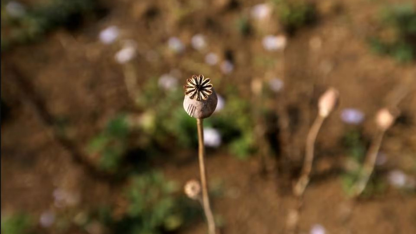 আফিমের উৎস পপি ফুল। ছবি: রয়টার্স