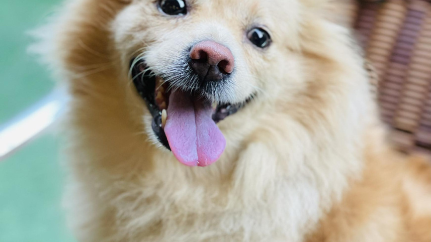 তমা মীর্জার পোষা কুকুর হানি। ছবি: সংগৃহীত