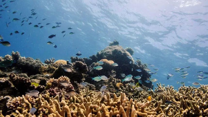 প্রবাল ২