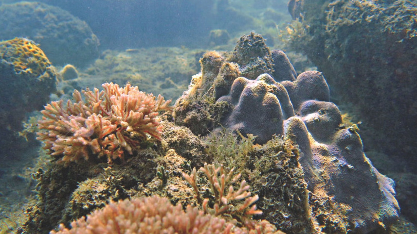 প্রবাল ৪