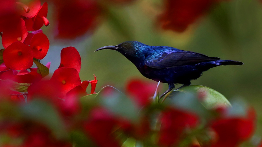 নীল টুনি ২