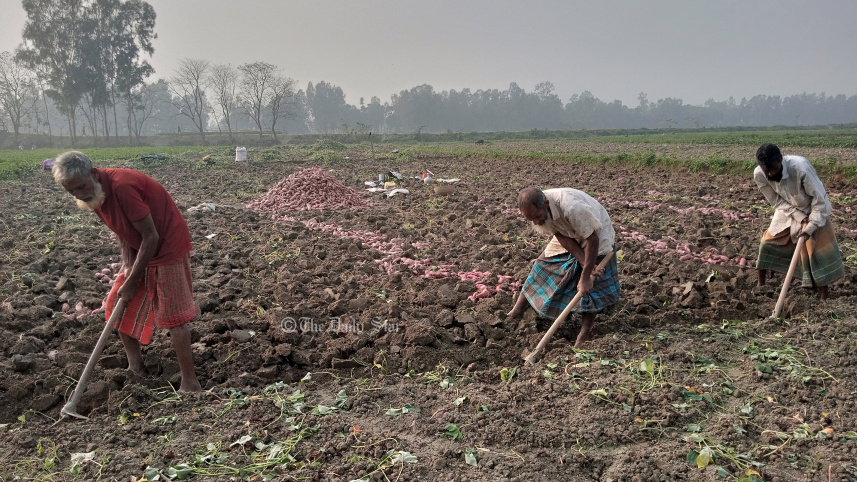 মিষ্টি আলু