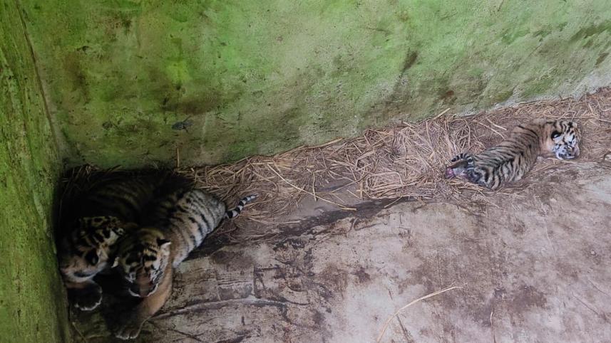 বাঘ শাবক