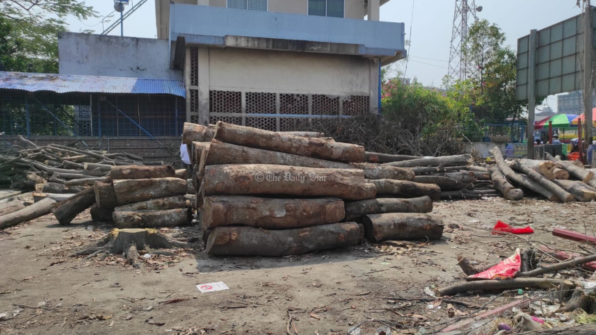 গাছ কাঁটা.jpg